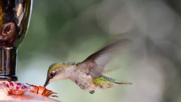 a-simple-guide-to-setting-up-your-hummingbird-feeder