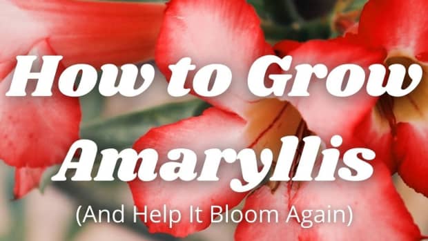 amaryllis-or-hippeastrum-how-to-grow-and-bloom-again