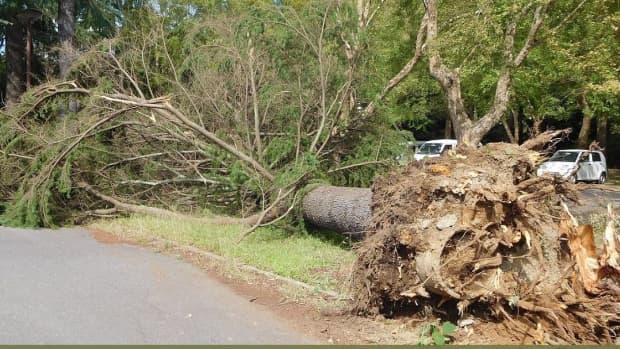 why-it-is-important-to-remove-dangerous-trees-from-your-yard