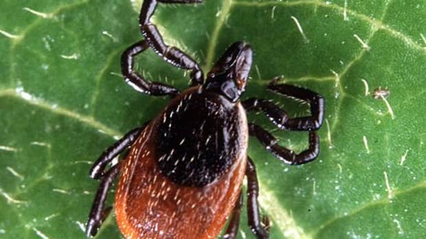 five-natural-ways-to-keep-ticks-off-your-property