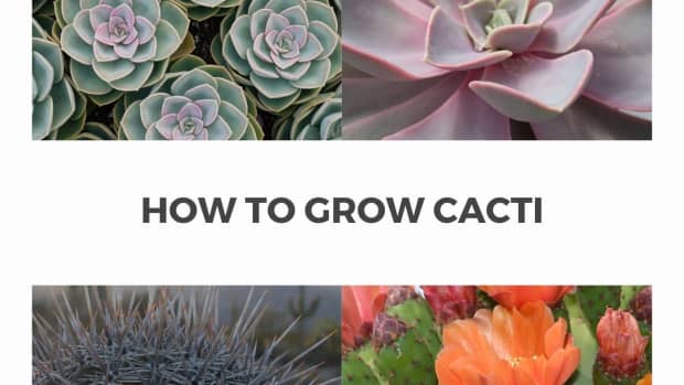 how-to-grow-cactus-babies