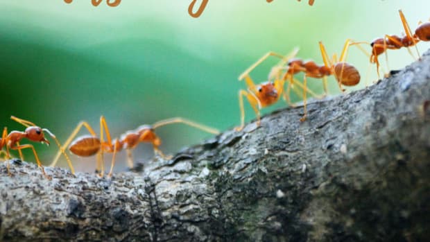 7-natural-ways-to-get-rid-of-ants-how-to-repel-ants-humanely-without-killing-them