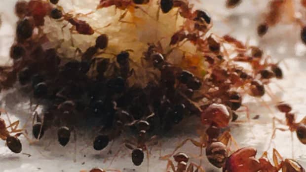 homemade-ant-killer