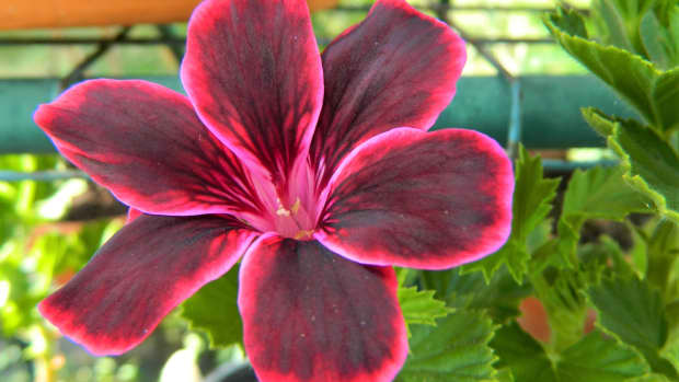 the-difference-between-garden-and-pot-geraniums