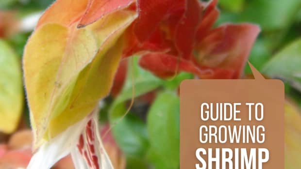 how-to-grow-and-care-for-shrimp-plants