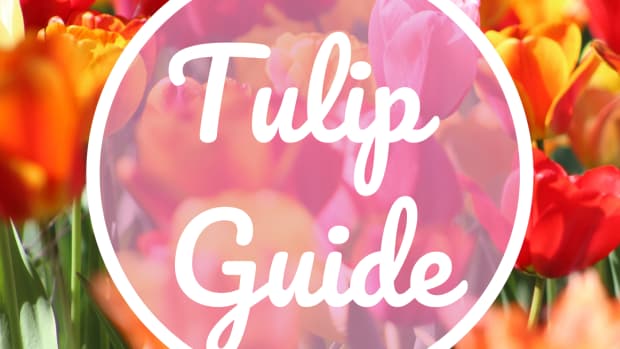 buying-tulip-bulbs