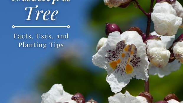 catalpa-tree-facts-and-details