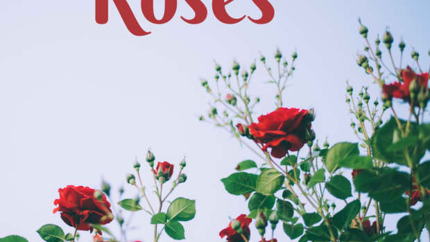 when-and-how-to-prune-roses