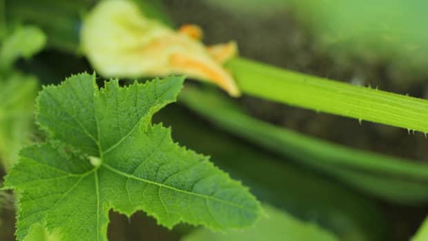 natural-ways-to-remedy-yellowing-zucchini-leaves
