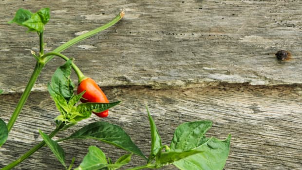 How to Grow Colorful, Tasty Bell Peppers - Dengarden
