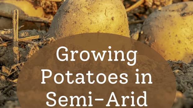 growing-potatoes-2