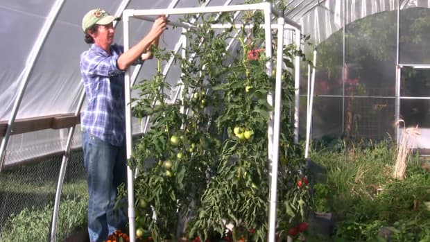 how-to-install-a-lean-and-lower-trellis-system-for-tomatoes