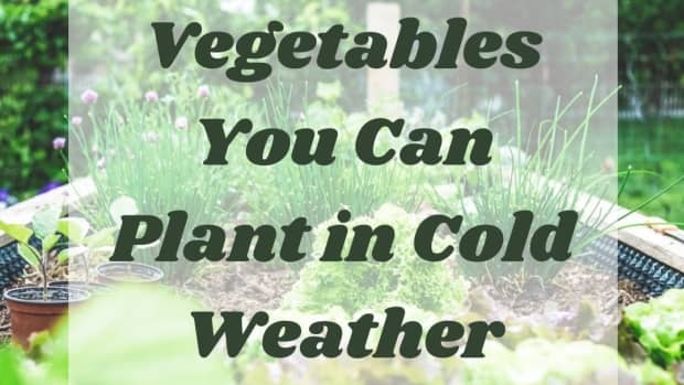 what-to-plant-in-the-winter