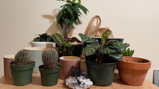 house-plants-and-pet-safety