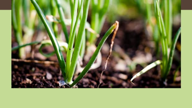 how-to-grow-onions-the-comprehensive-guide