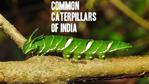 caterpillars-of-india