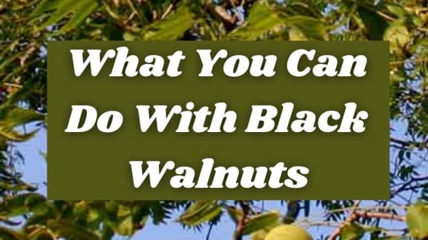 black-walnut-juglans-nigra