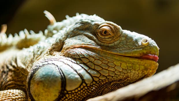 causes-of-sudden-death-in-iguanas
