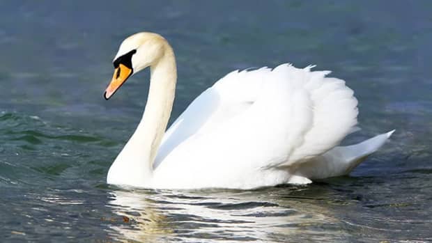 what-is-a-mute-swan