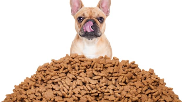 choose-the-right-dog-food