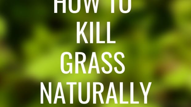 how-to-kill-grass-without-using-chemicals