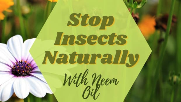 neem-oil-organic-pesticide