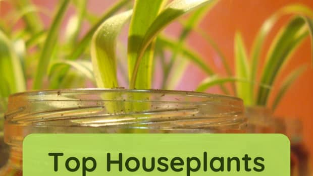 how-to-purify-indoor-air-using-plants