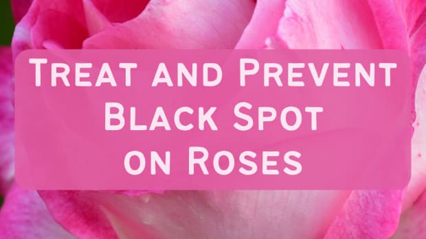 how-to-treat-blackspot-disease-on-roses
