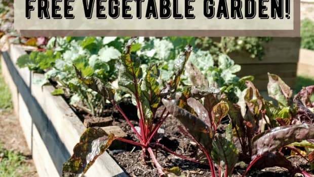 tips-on-how-to-grow-a-vegetable-garden
