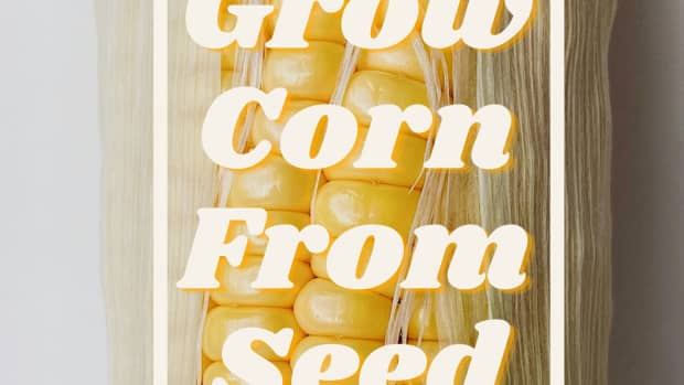 how-to-grow-corn-from-seed