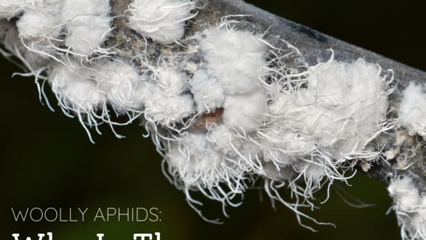 woolly-aphids-whats-that-fluffy-white-stuff-on-my-tree