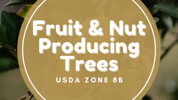 fruit-and-nut-producing-trees-for-usda-hardiness-zone-8b