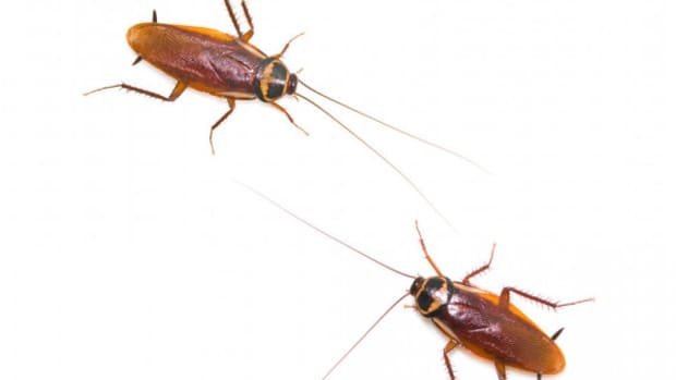 10-non-toxic-ways-to-eliminate-of-roaches