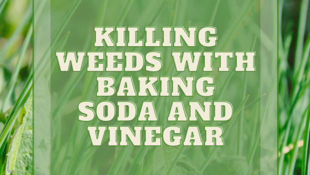 vinegar-weed-killer