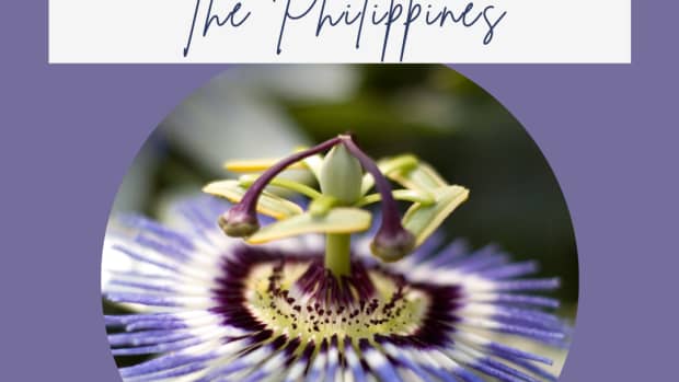 12-flower-from-the-philippines-the-most-beautiful-in-the-world