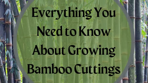 how-to-grow-bamboo-cuttings
