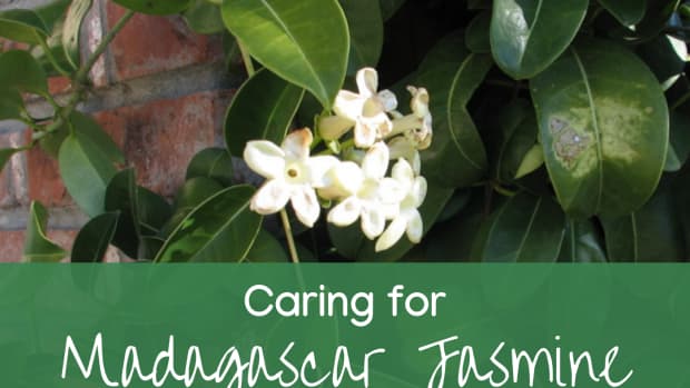 how-to-grow-and-care-for-madagascar-jasmine