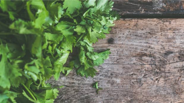 growing-cilantro-aka-coriander-good-for-your-garden-and-great-herb-for-cooking