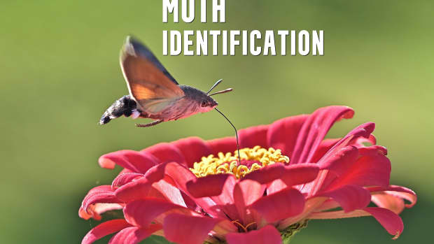 moth-identification
