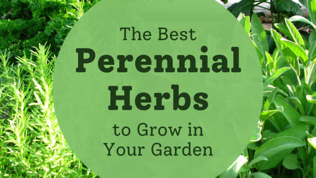 perennial-herb-gardens