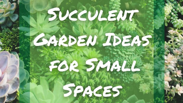 succulent-gardens