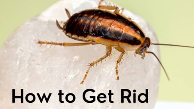 how-to-get-rid-of-cockroaches-at-home