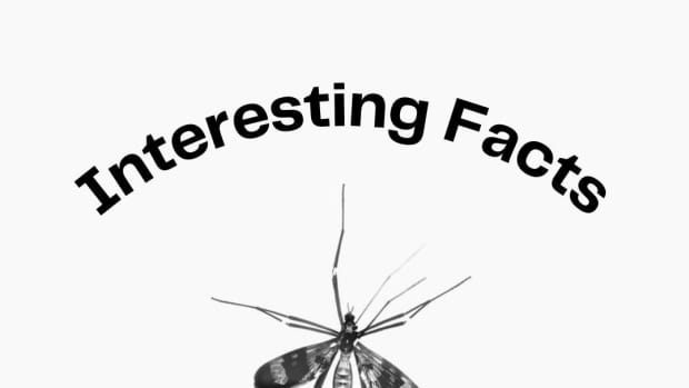 mosquito-facts
