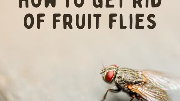 how-to-get-rid-of-fruit-flies-fast-2