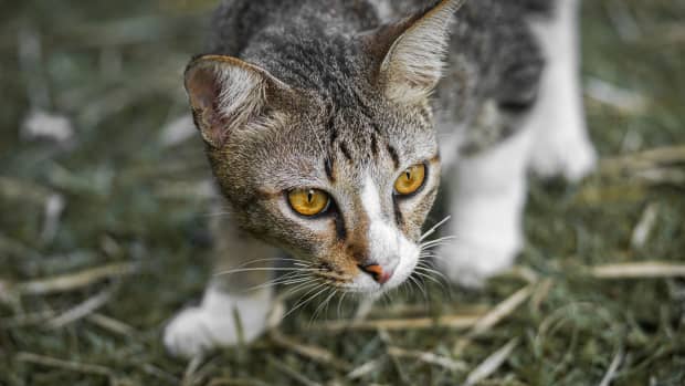 the-truth-behind-cat-hunting-and-hiding-behaviors