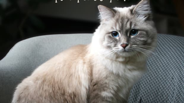 ragdoll-cats-what-to-expect-during-the-first-year