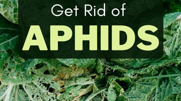 how-to-get-rid-of-aphids-safely-and-naturally