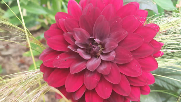 how-to-deadhead-dahlias-to-keep-them-blooming-all-summer
