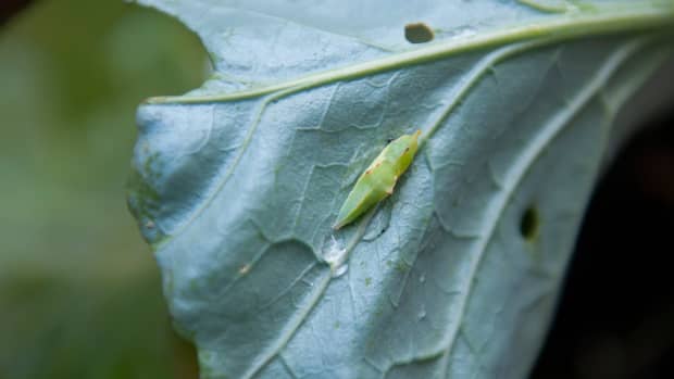 how-to-get-rid-of-cabbage-worms-safely-and-naturally