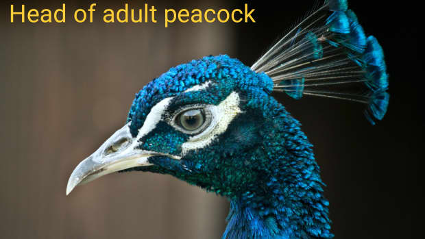 male-peafowl